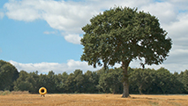 Prix Maif de la Sculpture 2016 - Pascal J. Trémelo, Plasticien, Sculpteur - Gaine TPC 450N pour une souche - Art, vidéo, performance, arbre, oeuvre, sculpture