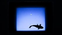 Exposition - Mirage Intermittent / Patrice Paillard, Galerie Articule, Le Mans, vidéoprojection, écran, dispositif sonore, art,